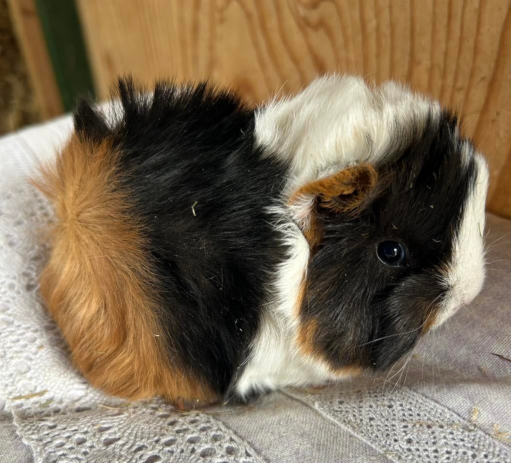 Jong cavia vrouwtje peruvian, Dieren en Toebehoren, Maart, Vrouwelijk, Cavia