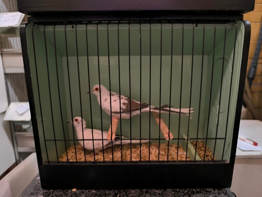 Witte Diamantduifjes (25-30% bont), Meerdere dieren