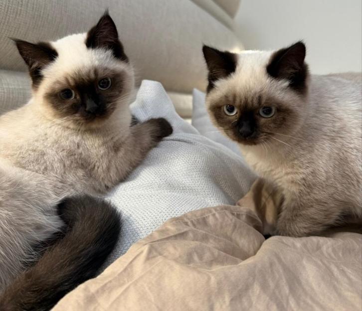 ragdoll kittens, Dieren en Toebehoren, Katten en Kittens | Raskatten | Langhaar, Poes, 0 tot 2 jaar, Ontwormd, Ingeënt