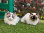 Ragdoll katjes, Dieren en Toebehoren, Katten en Kittens | Raskatten | Langhaar, Kater, Met stamboom, 0 tot 2 jaar