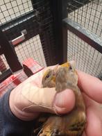 Tekoop 5 zeer mooie bastaart putter poppen, Dieren en Toebehoren, Vogels | Overige Vogels, Vrouwelijk, Wildzangvogel, Geringd