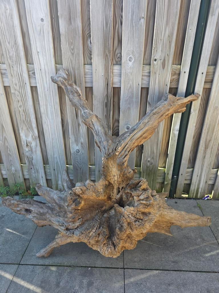 Drijfhout, zit een ring aan om op te hangen eventueel, Ophalen of Verzenden, Overige soorten, Minder dan 100 cm