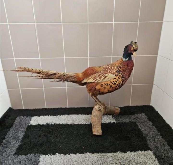 Opgezette fazant opgezet taxidermie taxidermy geprepareerd, Ophalen of Verzenden, Zo goed als nieuw, Vogel, Opgezet dier
