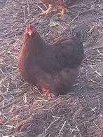Cochin kwartet kriel tam kipjes sierkip, Dieren en Toebehoren, Pluimvee, Meerdere dieren, Kip