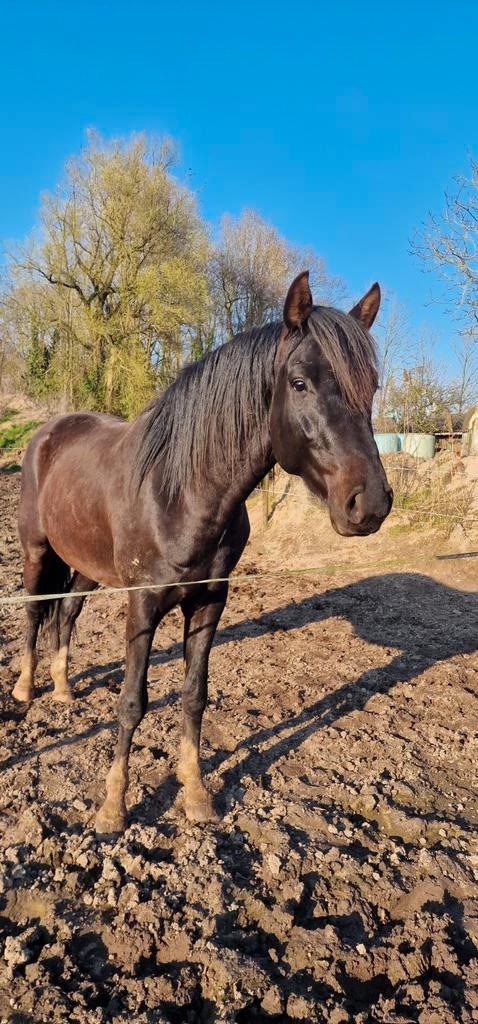 3 jarige hengst te koop, Dieren en Toebehoren, Paarden, Hengst, Onbeleerd, 160 tot 165 cm, 3 tot 6 jaar, Springpaard, Met stamboom