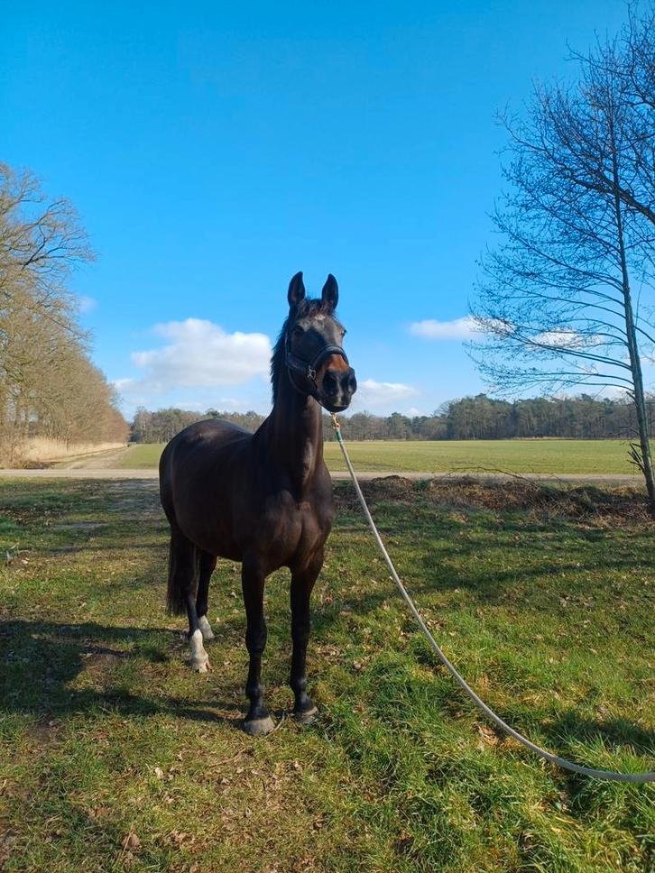 Te koop aangeboden: mooie en lieve merrie, Dieren en Toebehoren, Paarden, Merrie, B, 160 tot 165 cm, 11 jaar of ouder, Springpaard