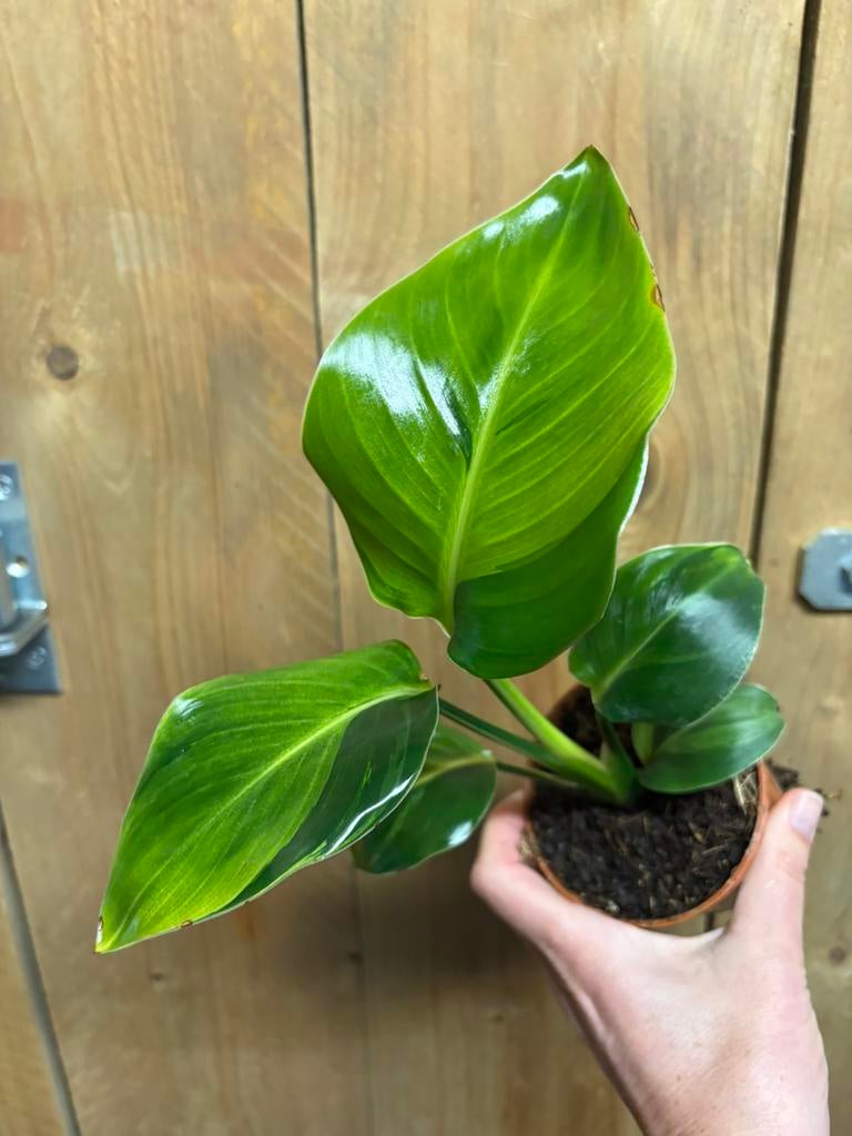 Strelitzia nicolai plant variegata gog green lemon lime, Ophalen of Verzenden, Halfschaduw, Minder dan 100 cm