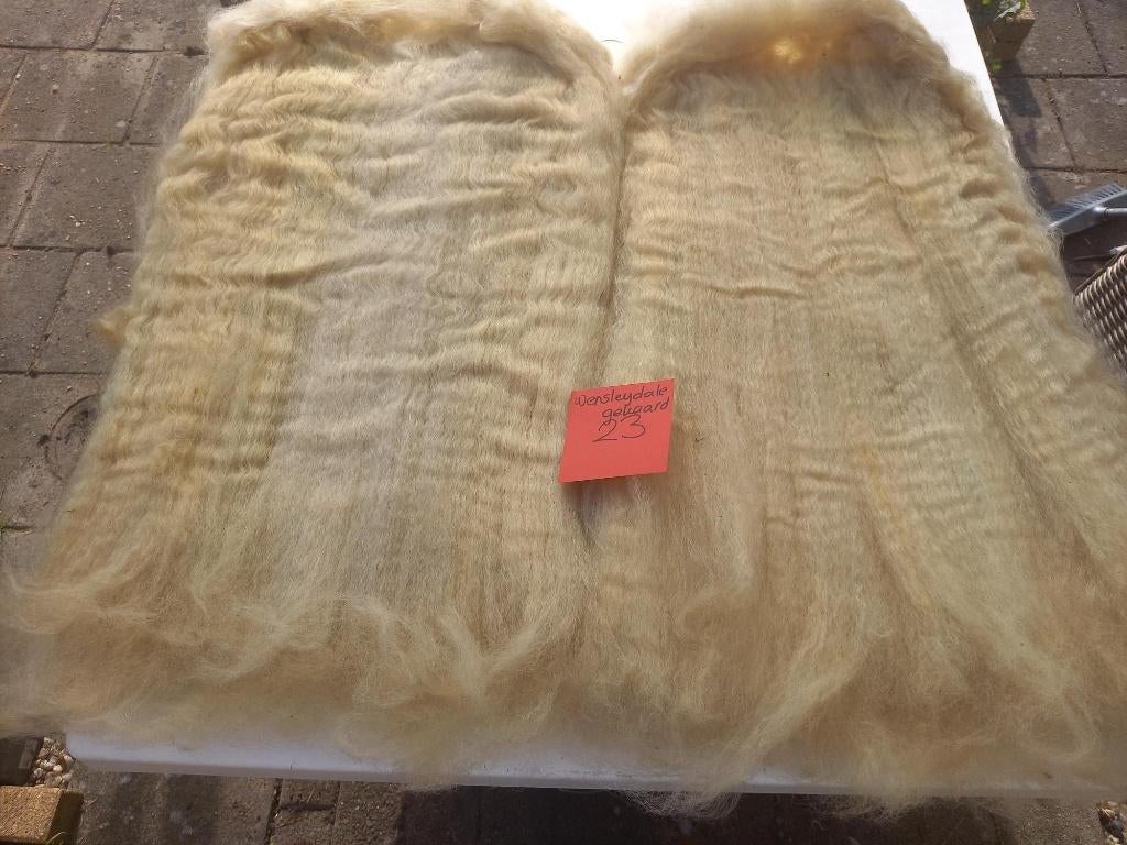 nr 23 Gekaarde wol van een Wensleydale, Ophalen of Verzenden, Nieuw