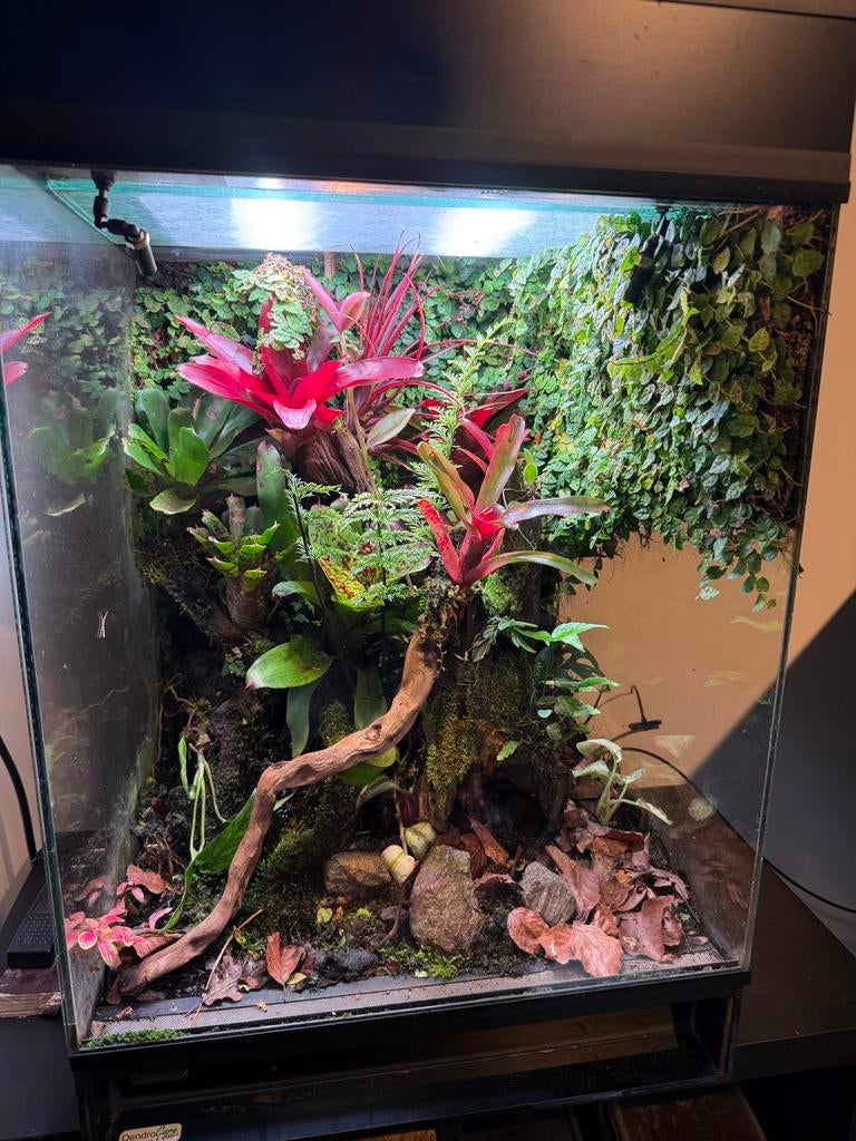 Compleet Terrarium te Koop – Plug & Play!, Dieren en Toebehoren, Reptielen en Amfibieën | Toebehoren, Ophalen, Gebruikt