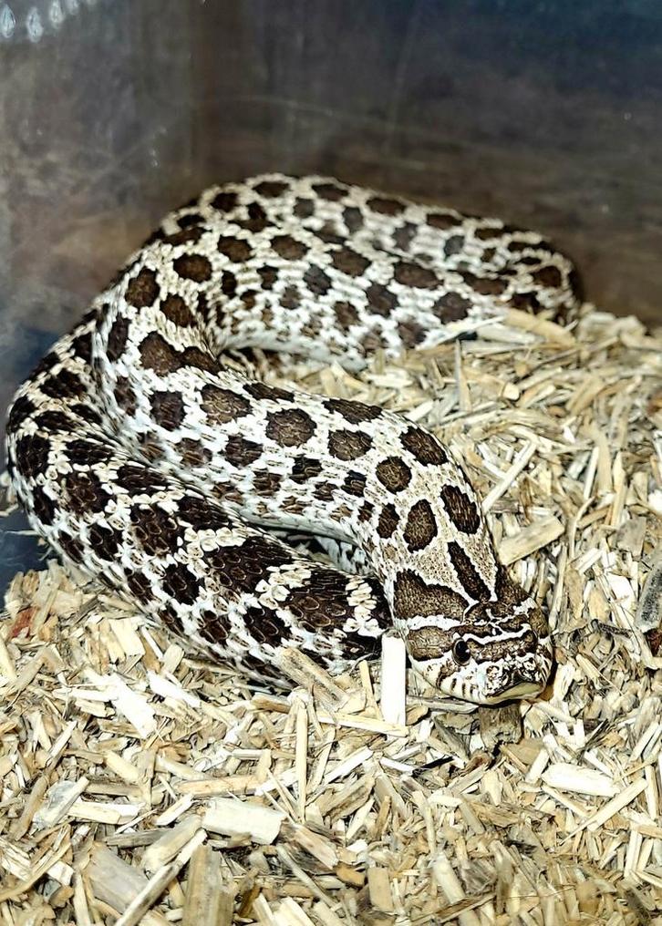 2 volwassen Heterodon vrouwen