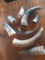 Koeienhoorns, Ophalen of Verzenden