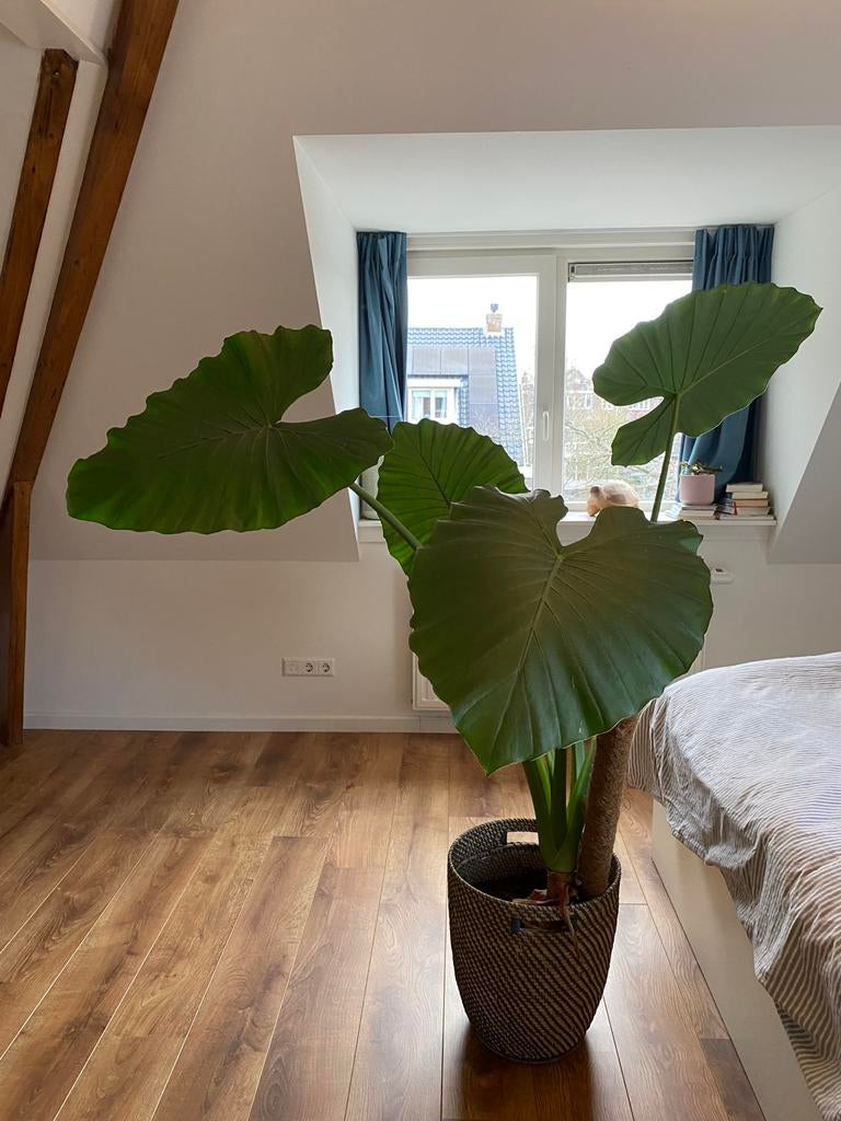 Mooie grote Alocasia (Olifantsoor), Huis en Inrichting, Kamerplanten, Overige soorten, In pot, 150 tot 200 cm, Groene kamerplant
