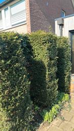 Taxus boompjes, Ophalen, Bloeit niet, Halfschaduw, Overige soorten