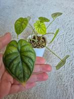 Alocasia Dragon's Breath, Vaste plant, Bloeit niet, Halfschaduw, Ophalen