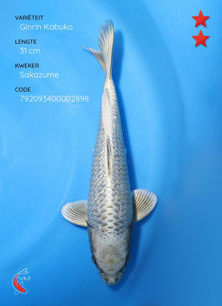 Ginrin kabuto koi, Dieren en Toebehoren, Vissen | Aquariumvissen, Vis