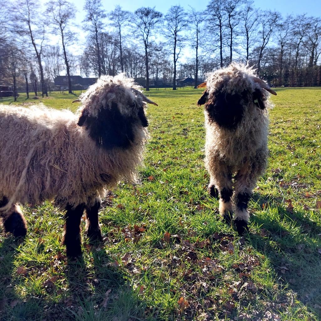 2 Walliser schwarznase ram lammeren, Mannelijk, Schaap, 0 tot 2 jaar