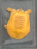 1.0 albino drieklauw, Dieren en Toebehoren, Reptielen en Amfibieën, Slang, Tam, 3 tot 6 jaar