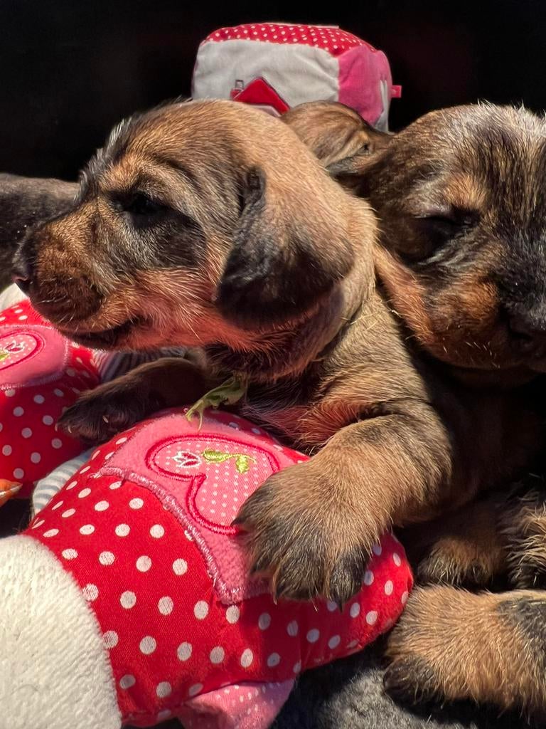 Standaard Ruwharige Teckel pups met FCI Stamboom, Dieren en Toebehoren, Parvo, Standaard, Nederland, 8 tot 15 weken