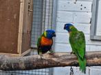 2 jonge lori van de blauwe bergen, Dieren en Toebehoren, Vogels | Parkieten en Papegaaien, Vrouwelijk, Papegaai, Geringd