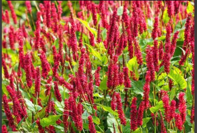 Duizendknoop ( rode) persicaria, Tuin en Terras, Planten | Tuinplanten, Volle zon, Vaste plant, Zomer, Ophalen