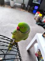 Mooie halsbandparkieten, Dieren en Toebehoren, Vogels | Parkieten en Papegaaien, Mannelijk, Parkiet