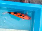 3. Showa, Dieren en Toebehoren, Karper of Koi
