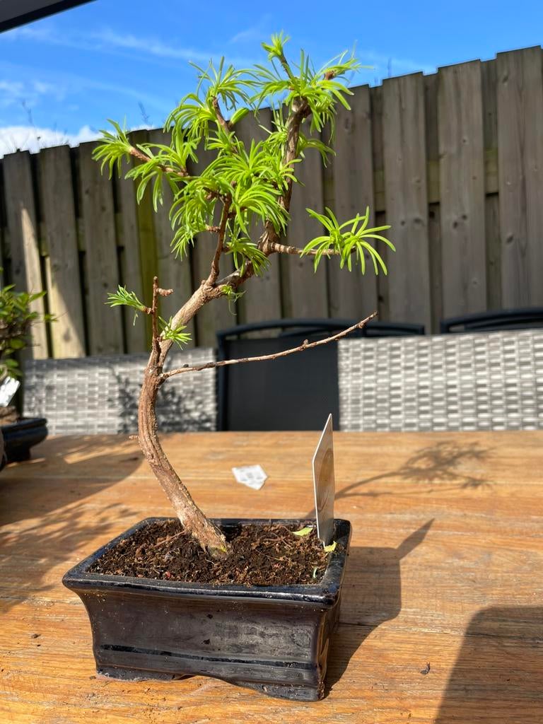 Pseudolarix in bonsai pot, Bloeit niet, Halfschaduw, Minder dan 100 cm, Overige soorten