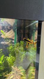 4 platys, Ophalen of Verzenden