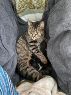 Kittens te koop. Moeder britse korthaar mix, Dieren en Toebehoren, Katten en Kittens | Overige Katten