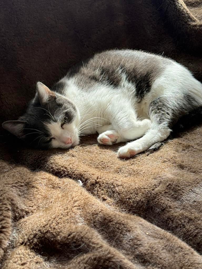 Goed tehuis gezocht voor Snowy en Mickey, Dieren en Toebehoren, Katten en Kittens | Overige Katten, Poes