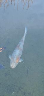 Ochiba 60-65 cm handtam, Dieren en Toebehoren, Karper of Koi