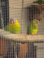 Pruimkop parkieten, Geslacht onbekend, Parkiet