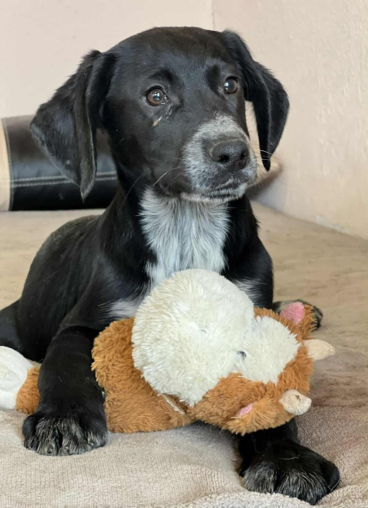 Lieve Julia vrolijke pup zoekt fijne plek, Dieren en Toebehoren, 15 weken tot 1 jaar, Teef, Parvo, Eén hond