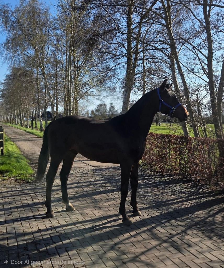 2jr hengst Glamourdale x Vivaldi, Dieren en Toebehoren, Paarden, Hengst, Dressuurpaard, 0 tot 2 jaar