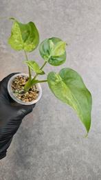 Alocasia Cucullata Aurea/Mint Variegata, Ophalen of Verzenden, Halfschaduw, Minder dan 100 cm