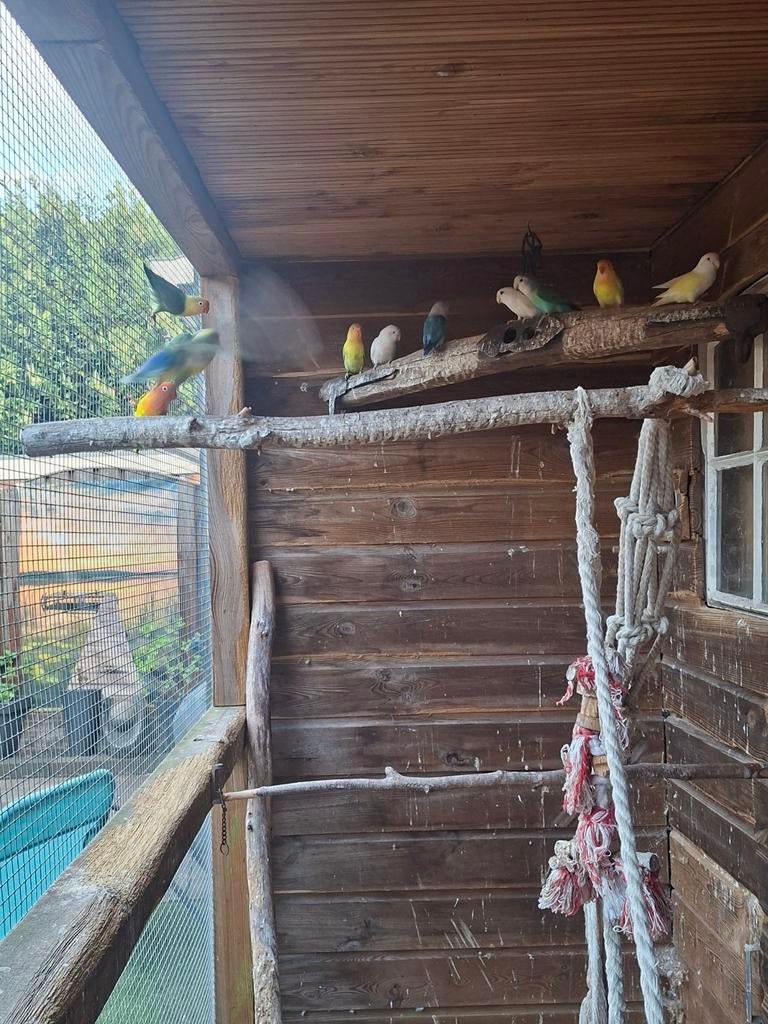 van keulen kooien, Dieren en Toebehoren, Vogels | Parkieten en Papegaaien, Meerdere dieren, Parkiet