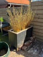 Bamboe - Fargesia murieliae - Gratis, Ophalen, Vaste plant, Siergrassen, Bloeit niet