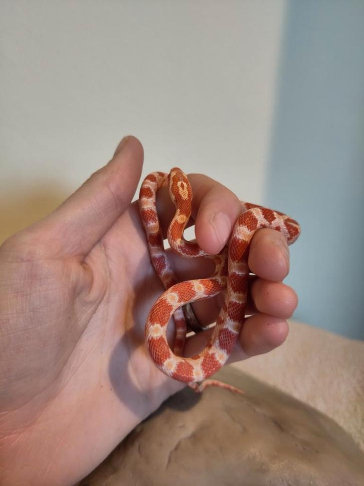 Rode rattenslang, Pantherophis guttatus, NK25 Albino 0.0.1 Rat Snake - male for sale from Stella's Animals