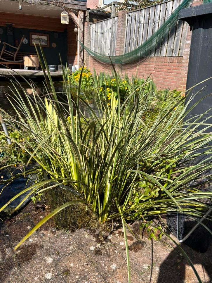 Vijverplanten  in mand, Tuin en Terras, Vijvers, Zo goed als nieuw, Ophalen