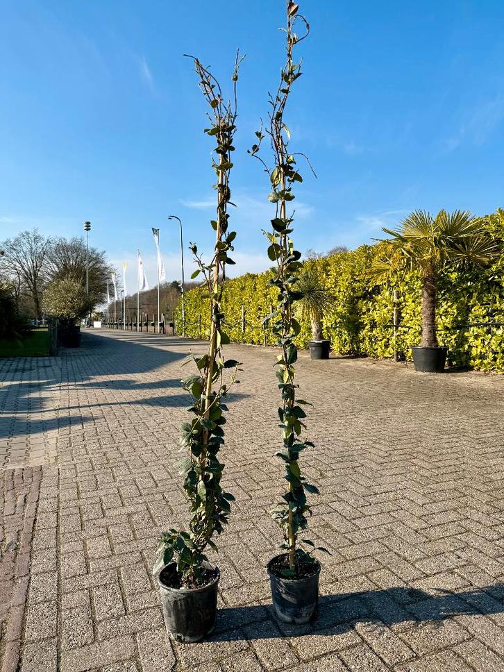 Toscaanse jasmijn 2 stuks €30, alleen afhaal Op=Op 180/200cm, Tuin en Terras, Planten | Tuinplanten, Vaste plant, Klimplanten