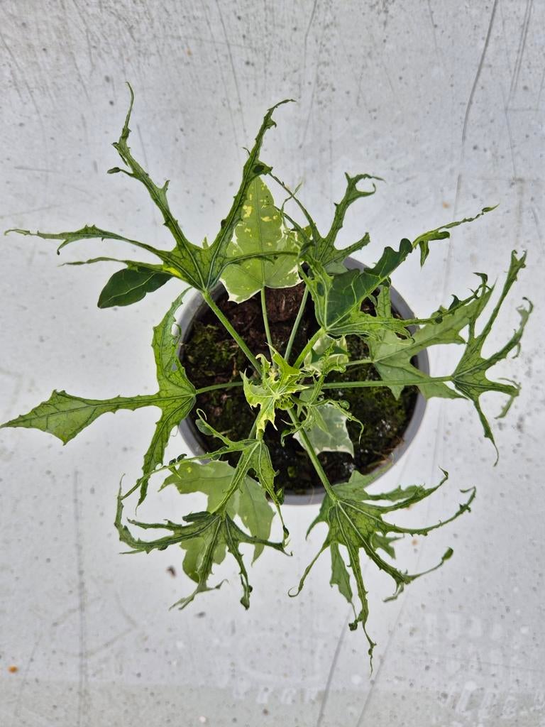 Cnidoscolus aconitifolius (Chaya plant) p13, Ophalen of Verzenden, Halfschaduw, Minder dan 100 cm