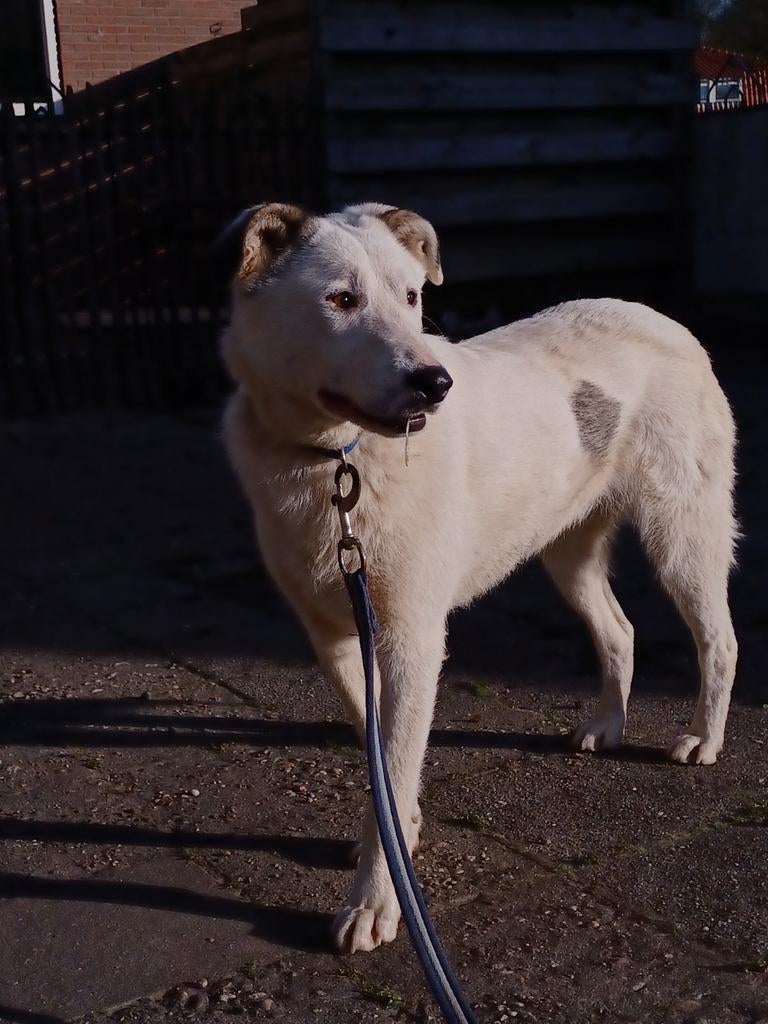Meet Boemer, ter adoptie!, Dieren en Toebehoren, Particulier, 1 tot 2 jaar, Buitenland, Eén hond