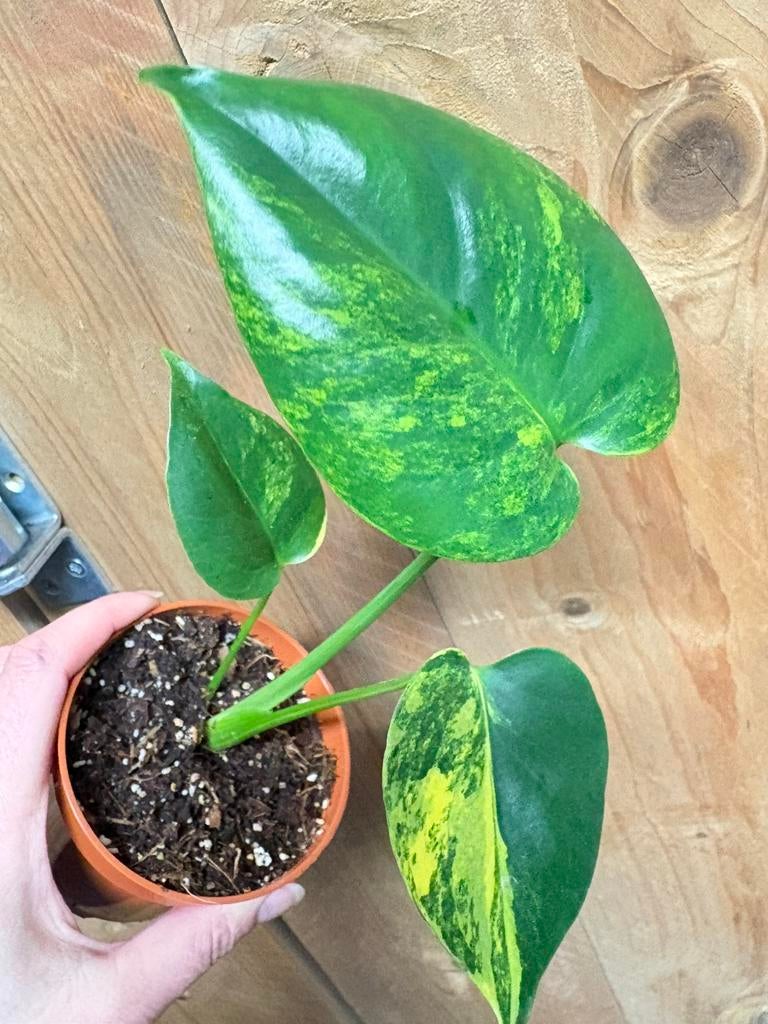Monstera deliciosa variegata plant aurea yellow lemon mint, Huis en Inrichting, Kamerplanten, Ophalen of Verzenden, Halfschaduw