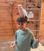 diverse soorten kaketoes & amazone papegaaien, Dieren en Toebehoren, Vogels | Parkieten en Papegaaien, Meerdere dieren, Papegaai