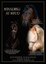 Ter dekking verschillende top hengsten PRE NMPRS ASPC, Dieren en Toebehoren, Paarden en Pony's | Dekhengsten en Fokmerries, Hengst