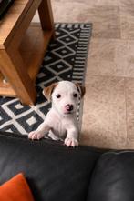 Jack Russel Pups , Laatste Reutje, België, Particulier, Jack Russell Terriër, 8 tot 15 weken