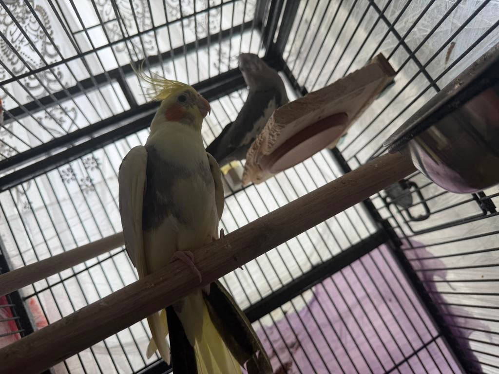 valkparkieten met kooi, Meerdere dieren, Parkiet