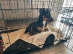 Jack russel te koop, Dieren en Toebehoren, België, Particulier, Teef, Eén hond