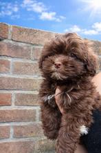 Knappe Boompoo’s 2x Reu, Dieren en Toebehoren, Honden | Chihuahua's en Gezelschapshonden, Overige rassen, Meerdere, Meerdere dieren