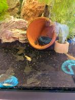 Borstelneus meerval baby’s, Vis